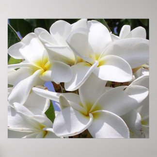 Gorgeous Plumeria Poster