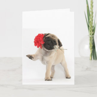 Gorgeous Pug Puppy with Red Carnation Holiday Card
