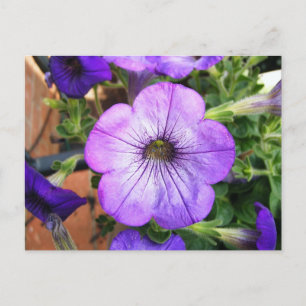 Gorgeous Purple Petunia Postcard