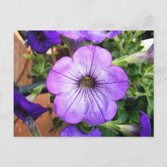 Gorgeous Purple Petunia Postcard (Front)