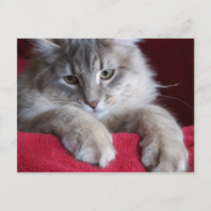 gorgeous raisin Postcard 4