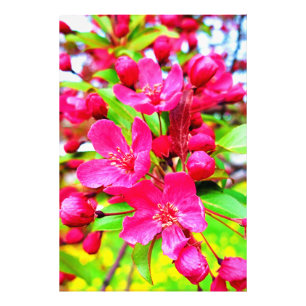 Gorgeous Red Barron Crabapple Photo Print