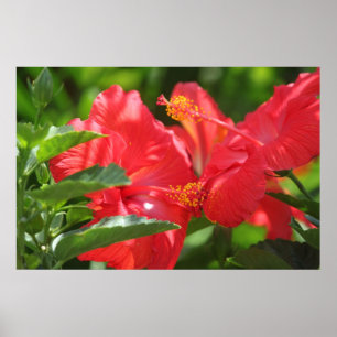 Gorgeous Red Hibiscus Poster