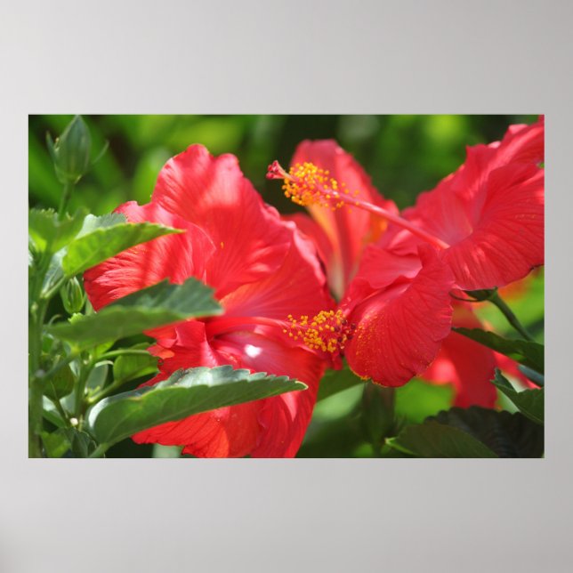 Gorgeous Red Hibiscus Poster (Front)