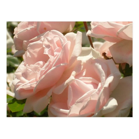 Gorgeous Roses Postcard