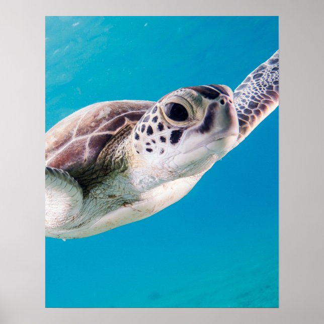 Gorgeous Sea Turtle Swimming in the Ocean Poster (Front)