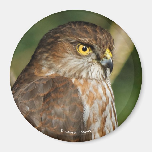 Gorgeous Sharp-Shinned Hawk Comes A-Callin' Magnet (Front)
