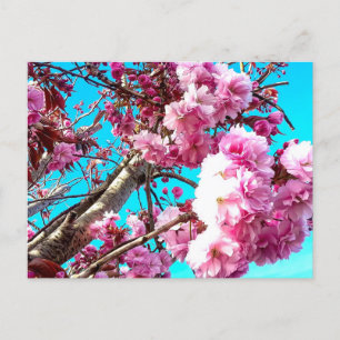 Gorgeous Spring Cherry Blossoms Digital Painting Postcard