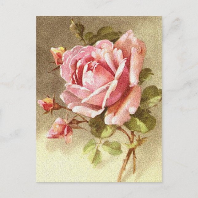 Gorgeous Textured Victorian Pink Rose Postcard (Front)
