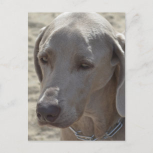 Gorgeous Weimaraner Postcard