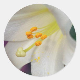 Gorgeous While Lily Classic Round Sticker