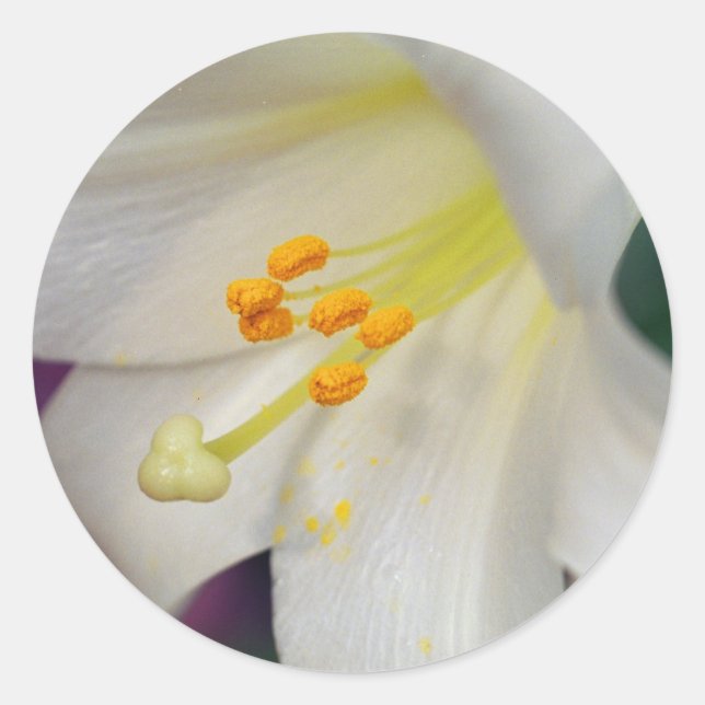 Gorgeous While Lily Classic Round Sticker (Front)