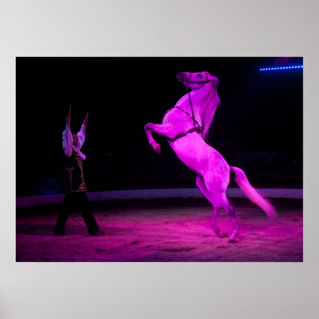 Gorgeous White Circus Horse Poster (Front)