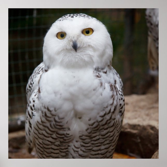 Gorgeous White Owl Poster (Front)