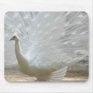 gorgeous white peacock mouse pad