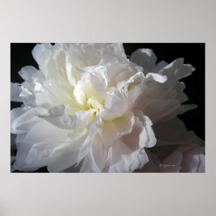 Gorgeous White Peony Blossom Poster Prints