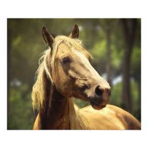 Gorgeous wild palomino horse photo print
