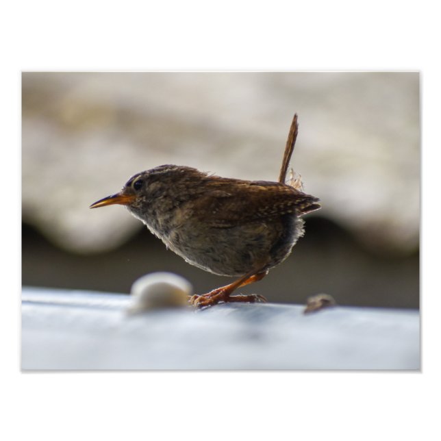 Gorgeous Wren  Photo Print (Front)