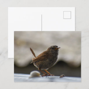 Gorgeous Wren Postcard
