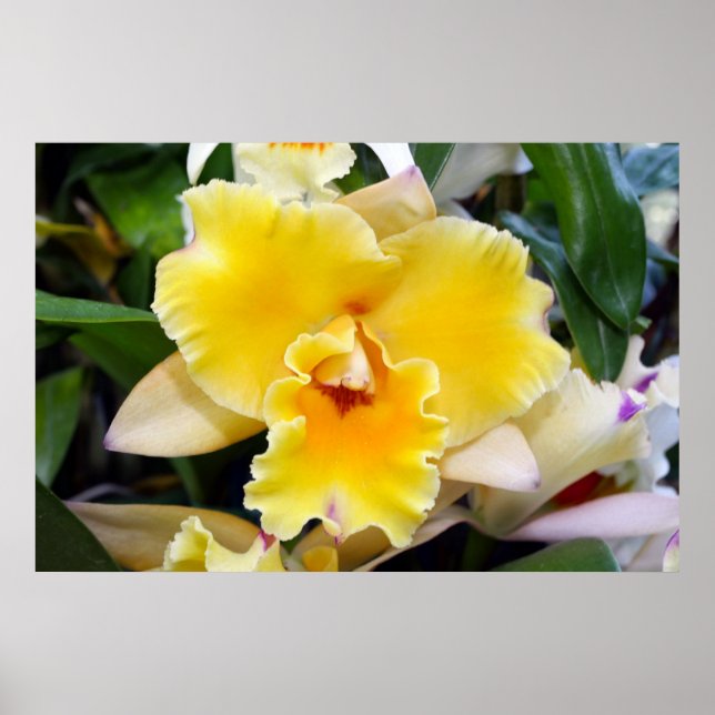 Gorgeous Yellow Exotic Orchid Poster (Front)