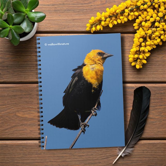 Gorgeous Yellow-Headed Blackbird on a Windy Day Notebook (Gorgeous Yellow-Headed Blackbird Journal Cover Photo)