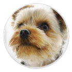 Gorgeous Yorkshire Terrier