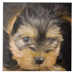 Gorgeous Yorkshire Terrier Ceramic Tile