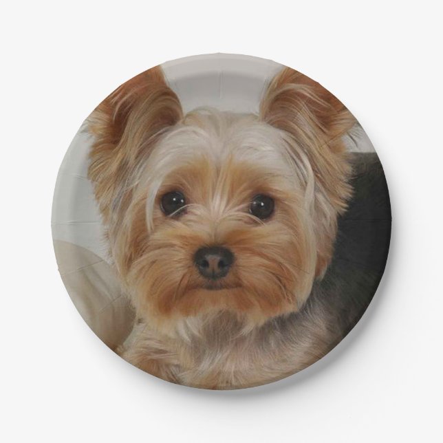 Gorgeous Yorkshire Terrier Paper Plate (Front)