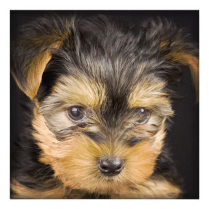 Gorgeous Yorkshire Terrier Photo Print