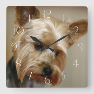 Gorgeous Yorkshire Terrier Square Wall Clock