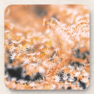 Gorgonian coral 2 coaster