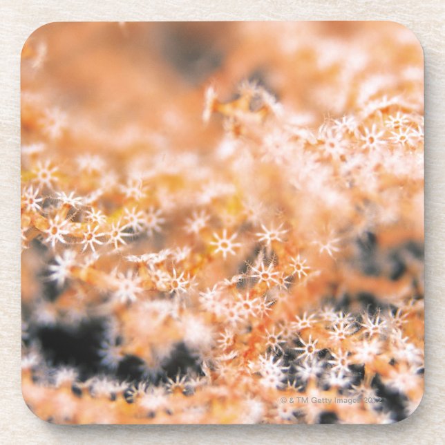 Gorgonian coral 2 coaster (Front)