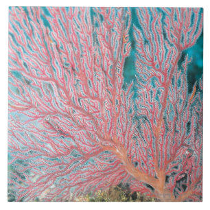 Gorgonian coral 3 ceramic tile