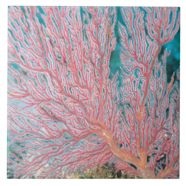 Gorgonian coral 3 ceramic tile (Front)