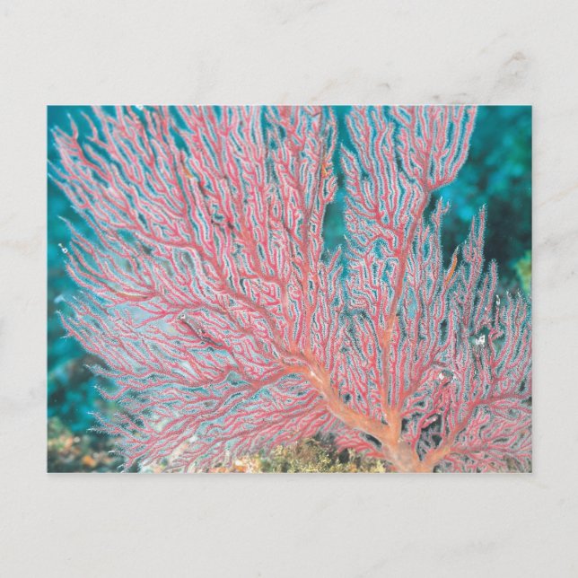 Gorgonian coral 3 postcard (Front)