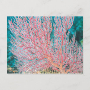 Gorgonian coral 3 postcard
