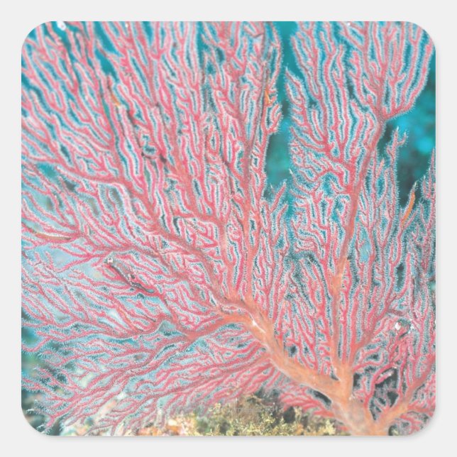 Gorgonian coral 3 square sticker (Front)