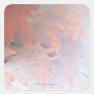 Gorgonian coral 4 square sticker