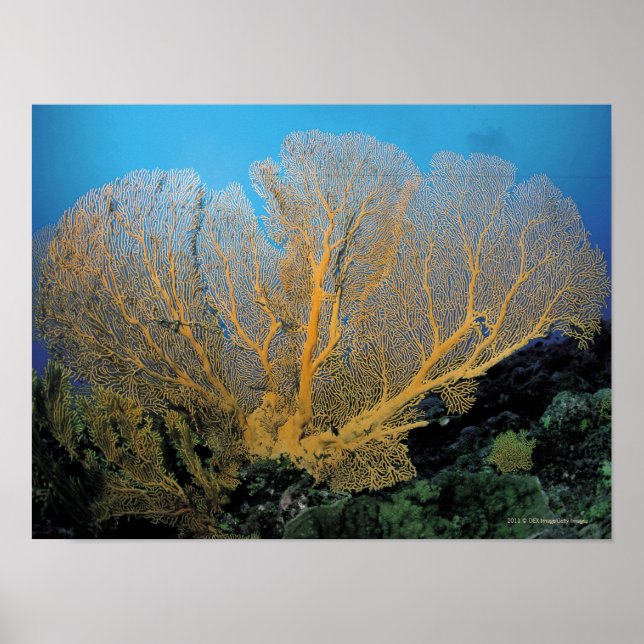 Gorgonian coral poster (Front)
