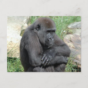 Gorila Sitting Postcard
