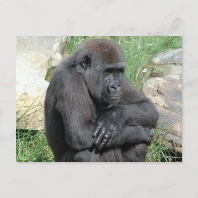 Gorila Sitting Postcard (Front)