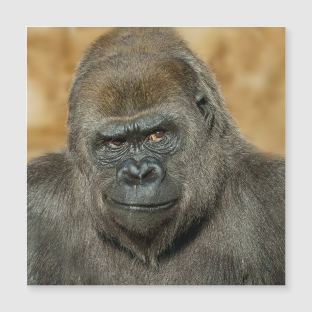 Gorilla (Front)