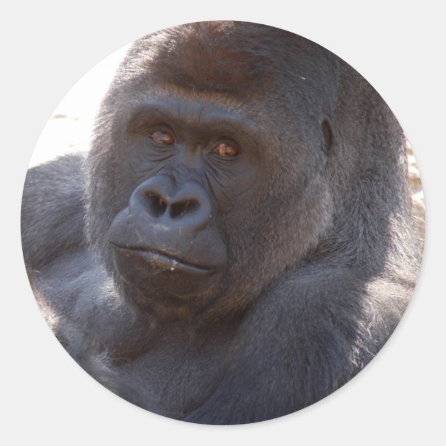 Gorilla_004 Classic Round Sticker (Front)