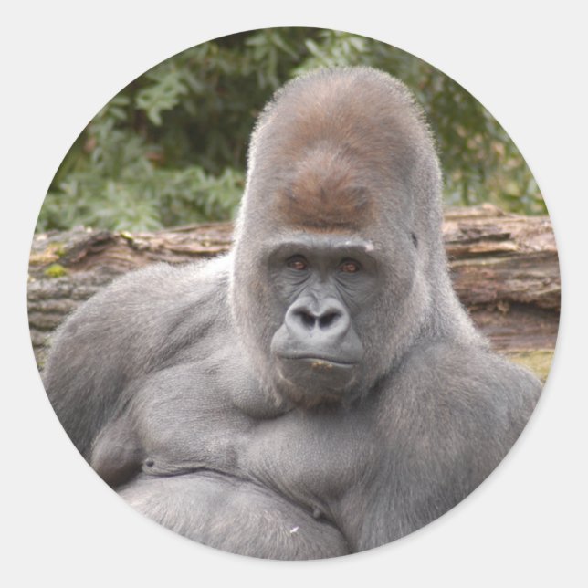 Gorilla_021 Classic Round Sticker (Front)