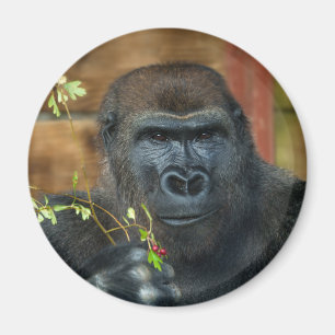 Gorilla And His Berries Magnet
