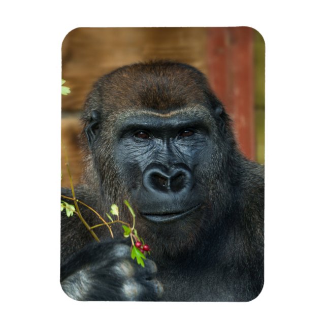 Gorilla And His Berries Photo Print Jigsaw Puzzle  Magnet (Vertical)