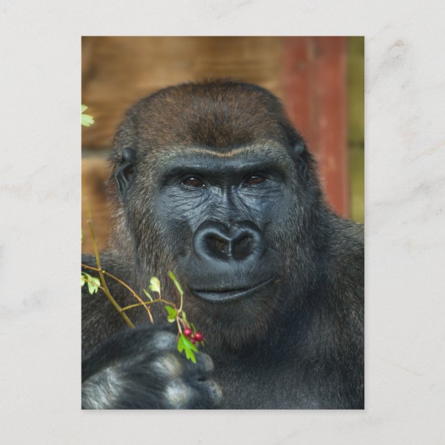 Gorilla And His Berries Postcard (Front)
