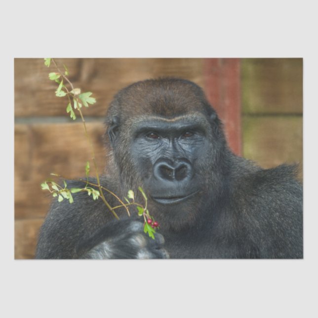 Gorilla And His Berries Tissue Paper (Front)