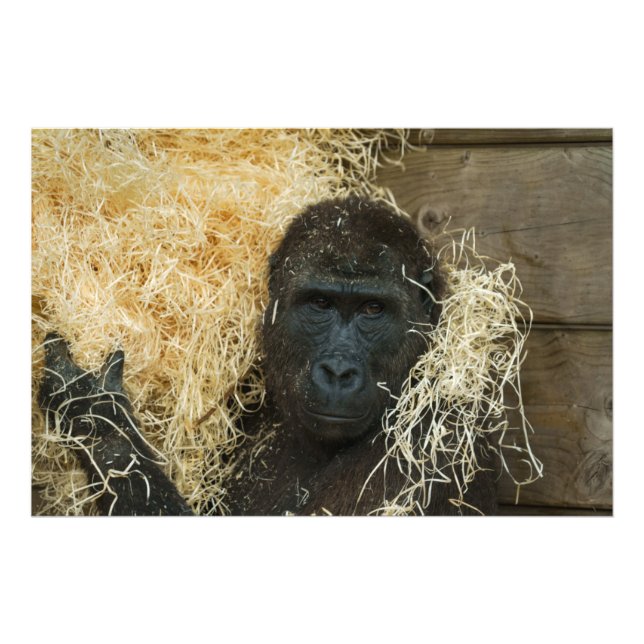 Gorilla And His Wood Wool Photo Print (Front)