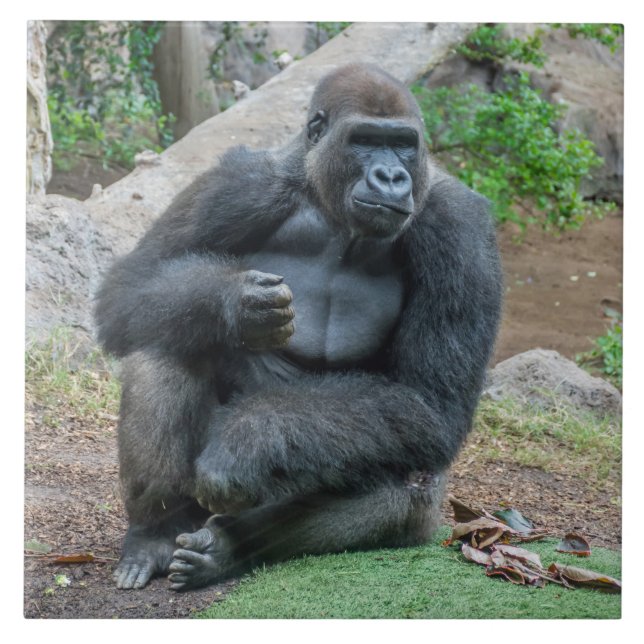 Gorilla at the zoo ceramic tile (Front)